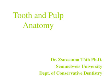 Tooth And Pulp Anatomy - Semmelweis