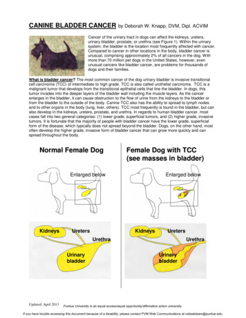 Normal Female Dog Female Dog With TCC (see Masses In 