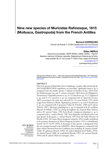 Nine New Species Of Muricidae Rafinesque, 1815 (Mollusca .