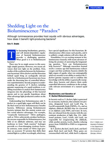Shedding Light On The Bioluminescence “Paradox”