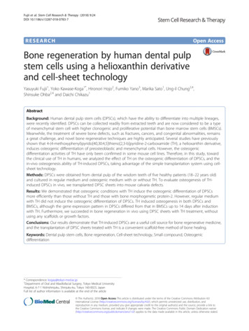 Bone Regeneration By Human Dental Pulp Stem Cells Using A .