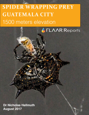 Spider Wrapping Prey Guatemala City - Maya Archaeology