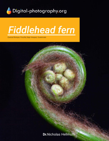 Fiddlehead Fern - Maya Archaeology