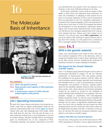 The Molecular Basis Of Inheritance