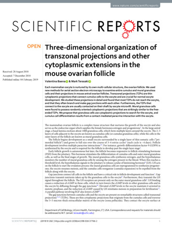 Three-dimensional Organization Of Transzonal Projections .