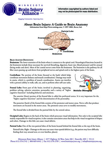 About Brain Injury: A Guide To Brain Anatomy