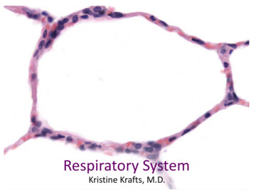 Respiratory System - General Histology