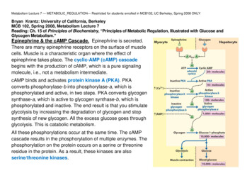 Cyclic-AMP (cAMP) Cascade Protein Kinase A (PKA). PKA