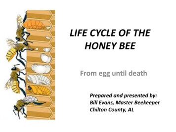 LIFE CYCLE OF THE HONEY BEE - WordPress 
