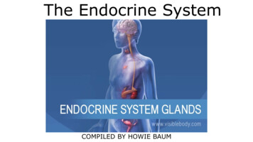 The Endocrine System - University Of Cincinnati
