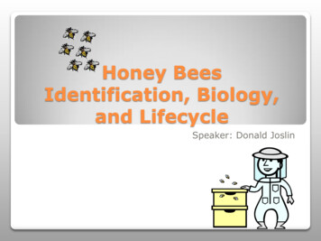 Honey Bees Identification, Biology, And Lifecycle