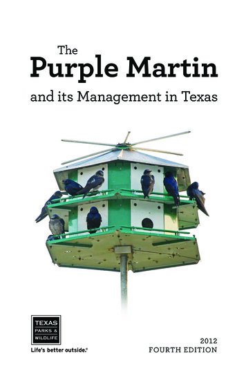 The Purple Martin - Texas