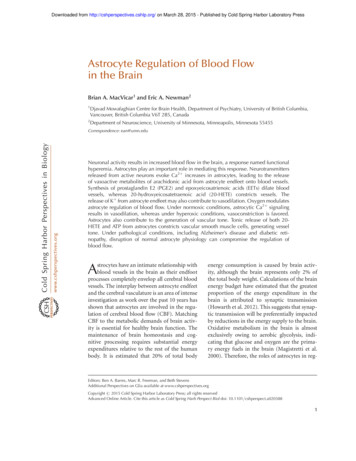 Astrocyte Regulation Of Blood Flow In The Brain