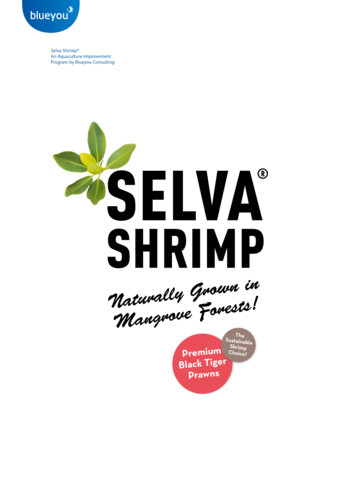 Selva Shrimp Brochure - Blueyou 