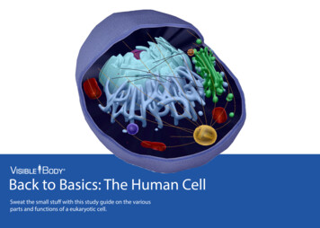 Back To Basics: The Human Cell