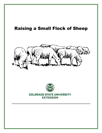Raising A Small Flock Of Sheep - Colorado State University