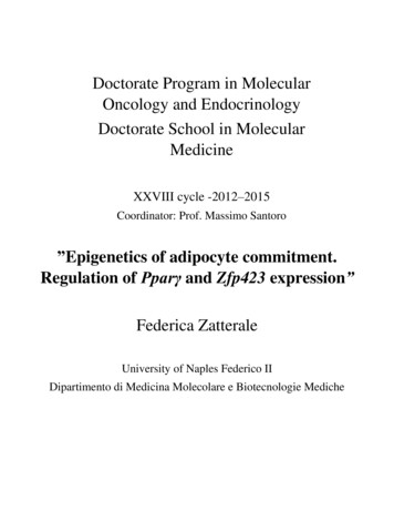 Doctorate Program In Molecular Oncology And Endocrinology .