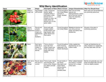 Wild Berry Identification