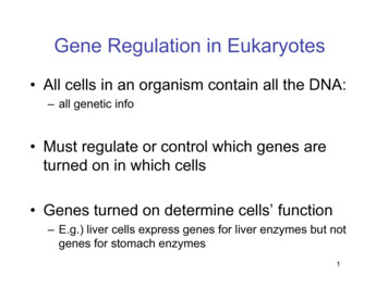 Gene Regulation In Eukaryotes