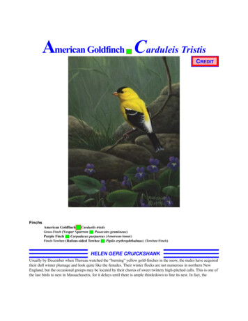 American Goldfinch Carduleis Tristis - Kouroo