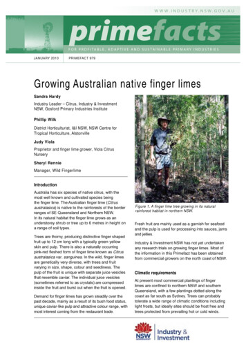Growing Australian Native Finger Limes