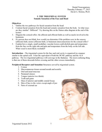 5. THE TRIGEMINAL SYSTEM Somatic . - Anatomy Resources