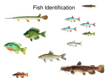 Fish Identification - Texas Commission On Environmental .