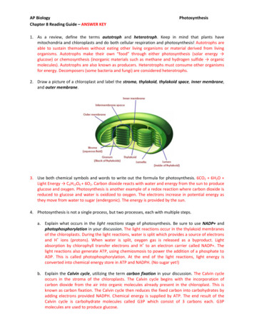 AP Biology Photosynthesis Chapter 8 Reading Guide 
