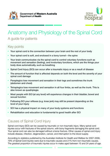 Anatomy And Physiology Of The Spinal Cord