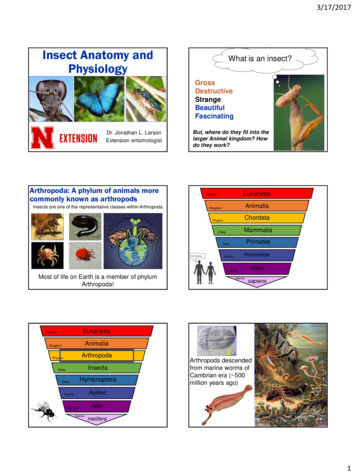 Insect Anatomy And Physiology