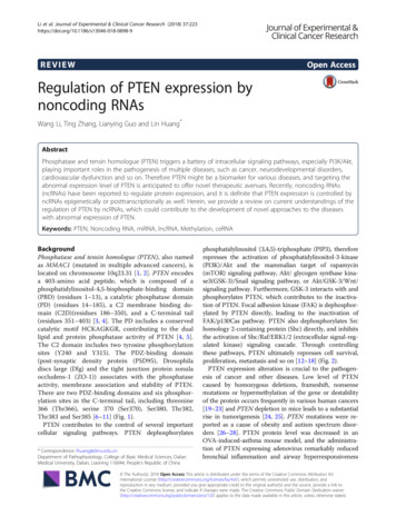 Regulation Of PTEN Expression By Noncoding RNAs