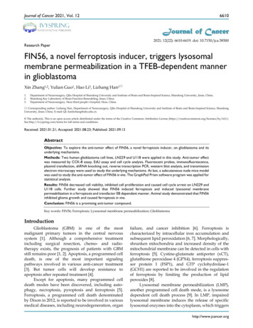 Research Paper FIN56, A Novel Ferroptosis Inducer, Triggers Lysosomal .