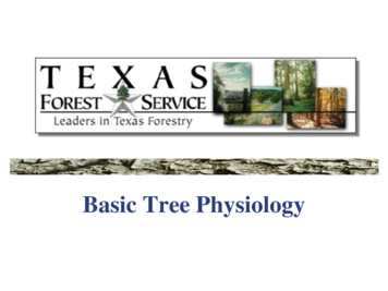 Basic Tree Physiology - TreeFolks