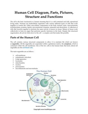 Human Cell Diagram, Parts, Pictures, Structure And Functions