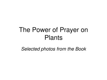 The Power Of Prayer On Plants - Quantum-agri-phils 