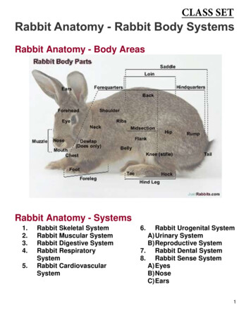 Rabbit Anatomy Rabbit Body Systems - SLHS AP Biology