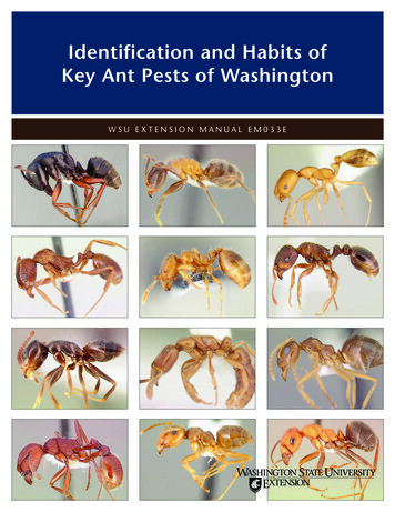 Identification And Habits Of Key Ant Pests Of Washington