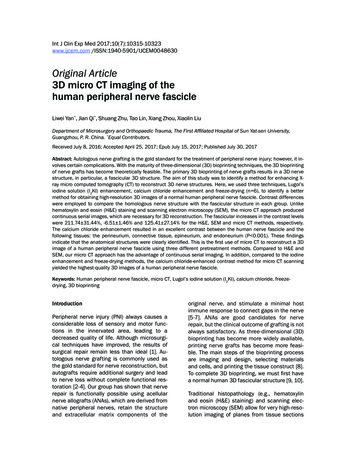 Original Article 3D Micro CT Imaging Of The Human .