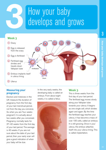 3 How Your Baby Develops And Grows - HSCNI