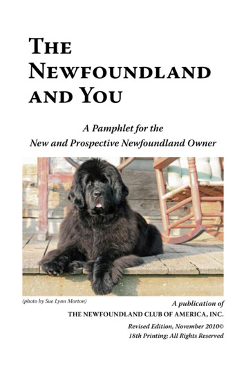 The Newfoundland And You - Newfpuppy 