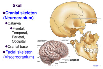 Skull Cranial Skeleton (Neurocranium)