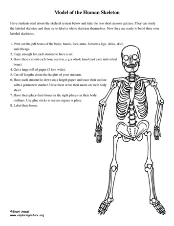 Model Of The Human Skeleton - Exploring Nature