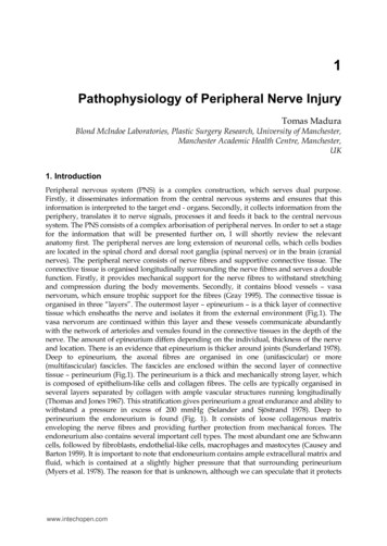 Pathophysiology Of Peripheral Nerve Injury - IntechOpen