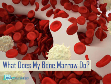 What Does My Bone Marrow Do? - MDS Foundation