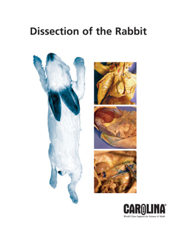 Dissection Of The Rabbit - Pearland High School