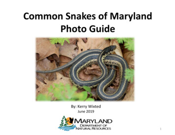 Common Snakes Of Maryland Photo Guide