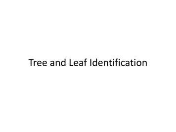 Tree And Leaf Identification - UGA