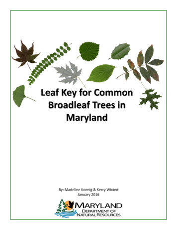 Leaf Key For Common Broadleaf Trees In Maryland