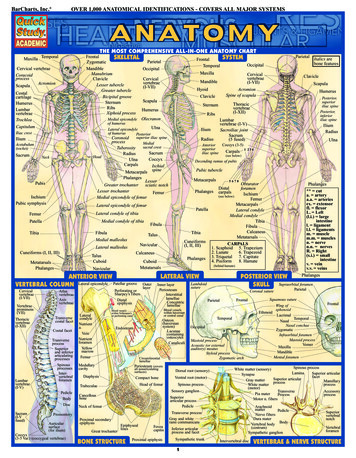 The Most Comprehensive All-in-one Anatomy Chart Skeletal System