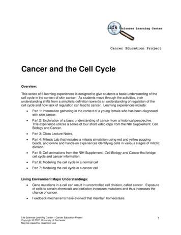 Cancer And The Cell Cycle - University Of Rochester